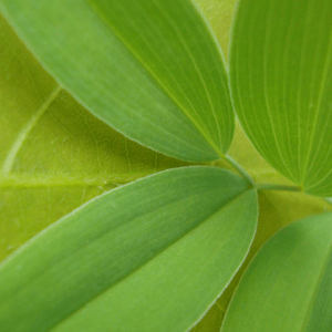leaf photograph